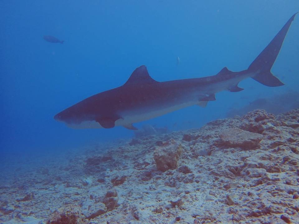 image5.jpeg